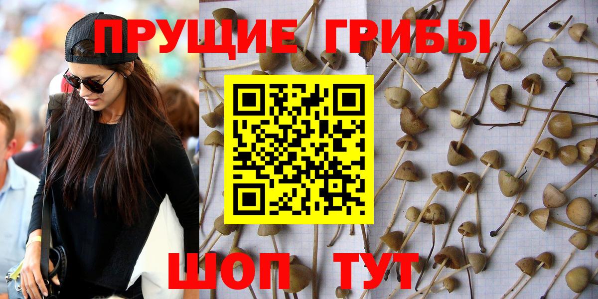 цены   Прокопьевск  Псилоцибиновые грибы Cubensis 